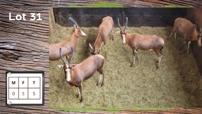 5X BLESBOK V/F:5 (Per Piece to take the lot/Per stuk om lot te neem)