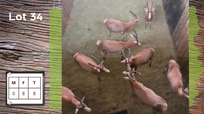 8X BLESBOK V/F:8 (Per Piece to take the lot/Per stuk om lot te neem)