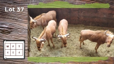 4X GOUE WILDEBEES M:4 V/F: (Per Piece to take the lot/Per stuk om lot te neem)