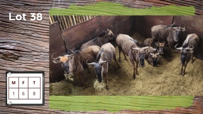 8X BLOUWILDEBEES M:1 V/F:6 (Per Piece to take the lot/Per stuk om lot te neem)