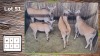 4X ELAND M:1 V/F:3 (Per Piece to take the lot/Per stuk om lot te neem)