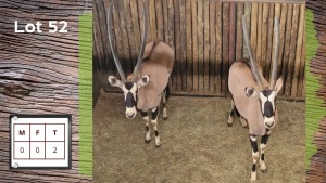 2X GEMSBOK (Per Piece to take the lot/Per stuk om lot te neem)