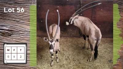 2X GEMSBOK (Per Piece to take the lot/Per stuk om lot te neem)