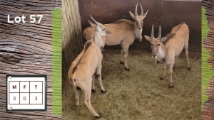 3X ELAND M:3 (Per Piece to take the lot/Per stuk om lot te neem)