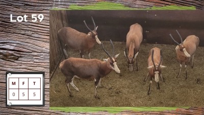 5X BLESBOK V/F:5 (Per Piece to take the lot/Per stuk om lot te neem)