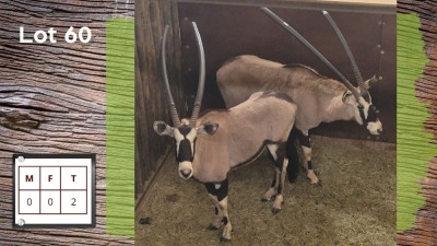 2X GEMSBOK (Per Piece to take the lot/Per stuk om lot te neem)