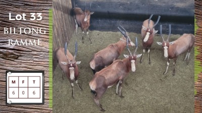 6X BLESBOK M:6 (Per Piece to take the lot/Per stuk om lot te neem)