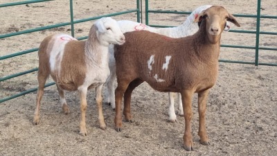 3X KRUIS - MEATMASTER / PERSIE EWE MK LIVESTOCK