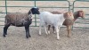 3X KRUIS - MEATMASTER / PERSIE EWE MK LIVESTOCK