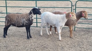 3X KRUIS - MEATMASTER / PERSIE EWE MK LIVESTOCK