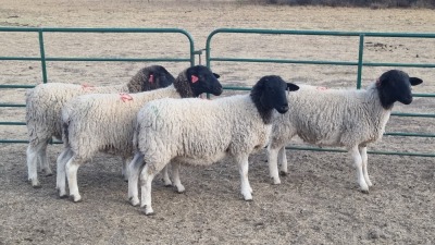 4X DORPER EWE MK LIVESTOCK