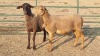 2X MEATMASTER EWE SANET PIENAAR