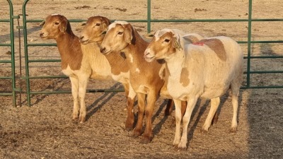 4X MEATMASTER EWE TOM MARKRAM