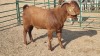 1X KALAHARI RED BUCK CDP AUCTIONEERS