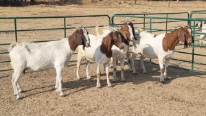 5X BOERBOK DOE DINO