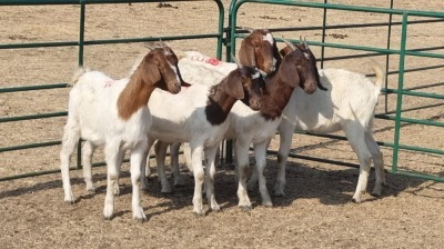 5X BOERBOK DOE DINO