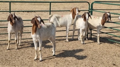 5X BOERBOK DOE DINO