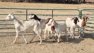 6X KRUISING - BOERBOK DOE DINO