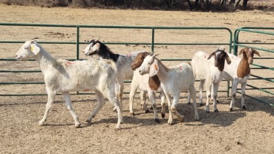 6X KRUISING - BOERBOK DOE DINO