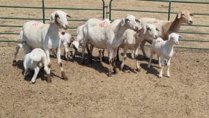 4+4X MEATMASTER EWE KS HOLFONTEIN