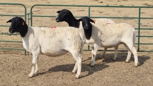 3X KRUISING - DORPER EWE KEITH GOOSEN