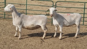 2X WIT DORPER EWE KEITH GOOSEN