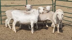 5X WIT DORPER EWE KEITH GOOSEN