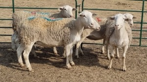 5X WIT DORPER EWE KEITH GOOSEN