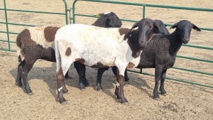 4X MEATMASTER EWE KEITH GOOSEN