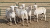 5X KRUISING - MEATMASTER EWE KEITH GOOSEN