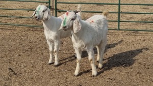 2X SAVANNA DOE JAUNDRÉ FOUCHE