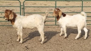 2X BOERBOK BUCK MAIZE VALLEY