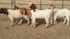 5X BOERBOK BUCK MAIZE VALLEY