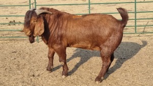 1X KALAHARI RED BUCK MAIZE VALLEY