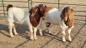 2X BOERBOK BUCK MAIZE VALLEY