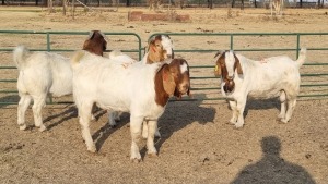 4X BOERBOK BUCK MAIZE VALLEY