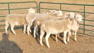 9X WIT DORPER EWE RENIER TEN DAM