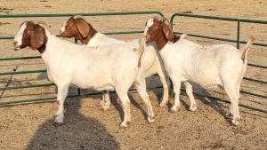 3X BOERBOK DOE RENIER TEN DAM