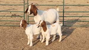 1+2X BOERBOK DOE RENIER TEN DAM