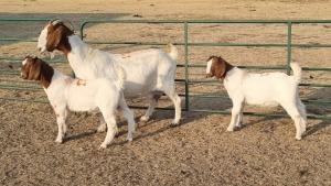 1+2X BOERBOK DOE RENIER TEN DAM