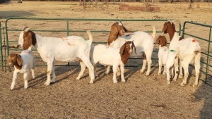 3+3X BOERBOK DOE RENIER TEN DAM