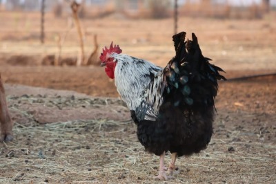 1X HOENDER ROOSTER CH BOERDERY