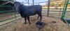 1X CATTLE COW MK LIVESTOCK