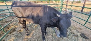 1X CATTLE COW MK LIVESTOCK