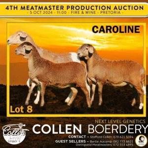 1+2X MEATMASTER PREGNANT EWE COLLEN BOERDERY