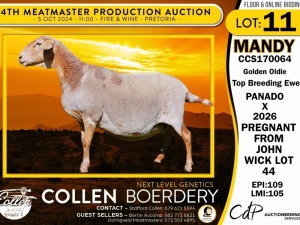 1X MEATMASTER EWE COLLEN BOERDERY