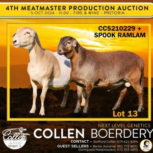 1+1X MEATMASTER PREGNANT EWE COLLEN BOERDERY