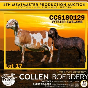 1+1X MEATMASTER EWE COLLEN BOERDERY