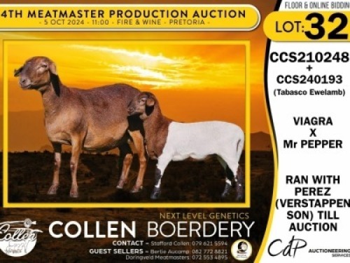 1+1X MEATMASTER EWE COLLEN BOERDERY