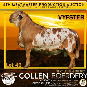 1X MEATMASTER RAM COLLEN BOERDERY